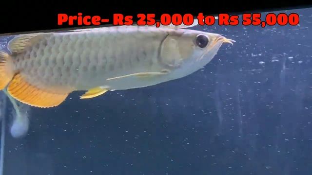 Arowana Species | Types of Arowana fish | Arowana types with Price | Red Arowana | Golden Arowana | смотреть онлайн