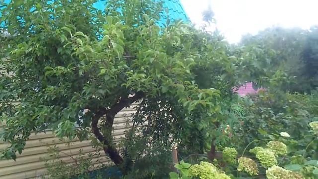 Колеус Coleus Solenostemon в Хабаровске 2012 год смотреть онлайн