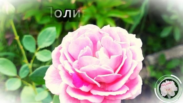 Букеты радости души