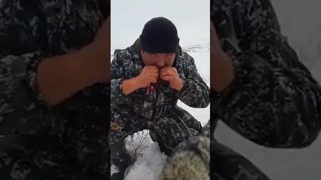 Кушают мясо волка. Кто они? VOLF смотреть онлайн