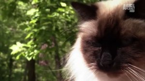 Порода кошек Бирманская, Кошка Бирма