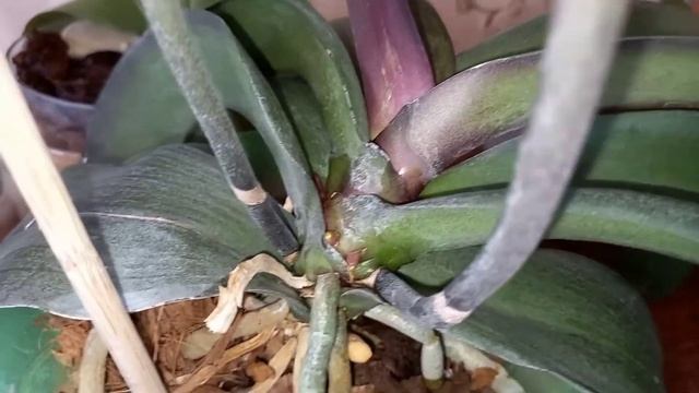 ☝?ОРХИДЕИ и ЯНТАРНАЯ кислотА♻️ПОЛЬЗА и применение?Обзор моих орхидей #орхидеи #янтарнаякислота #рек смотреть онлайн