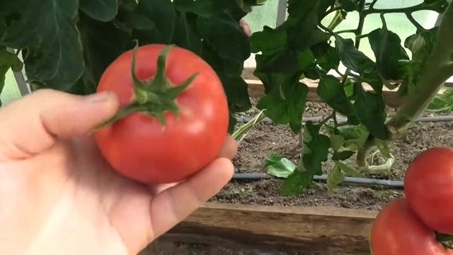 ? Томат F1 Пинк Парадайз| Эталон профессионального гибрида - в текущем году пробую смотреть онлайн
