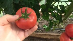 ? Томат F1 Пинк Парадайз|  Эталон профессионального гибрида - в текущем году пробую