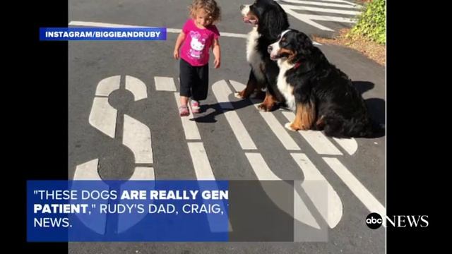 Большие собаки любящие детей – как маленькая девочка воспитывает двух гигантских собак смотреть онлайн