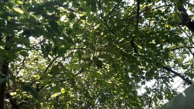 Ужасы нашего городка в телеграме.Пальма, бедуха,похотливая мара,злодеи и живодеры. смотреть онлайн