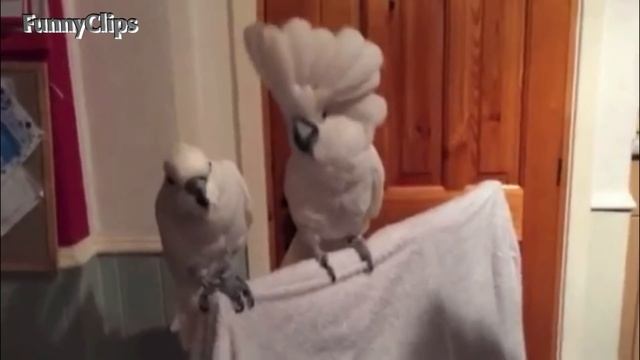 Birds Dancing To Music ?_Full-HD.mp4 смотреть онлайн
