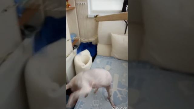 Мой сфинкс смотреть онлайн