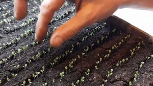 ПЕТУНИЯ ИЗ СЕМЯН?СЕЮ ТОЛЬКО ТАК СУПЕР СПОСОБ?как вырастить