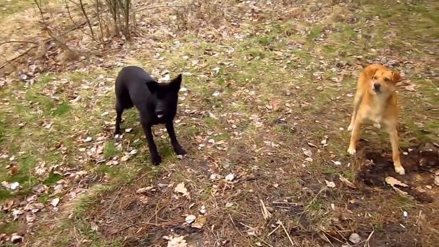 За березовым соком... Готовим сырный суп