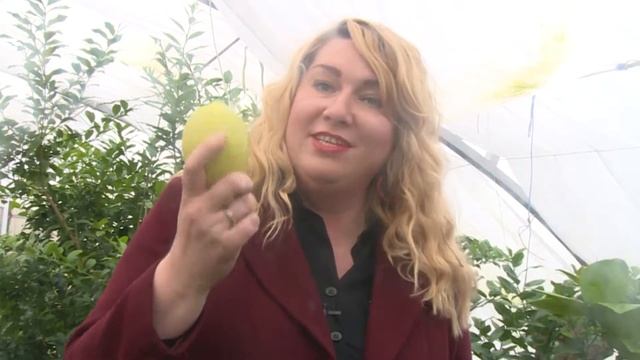 Соседи 211019 Павлово Ножи Замки Лимоны Гуси