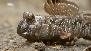 NatGeoWild  Это интересно Илистый прыгун   Илистый прыгун это яркий пример того, каким мог быть пер