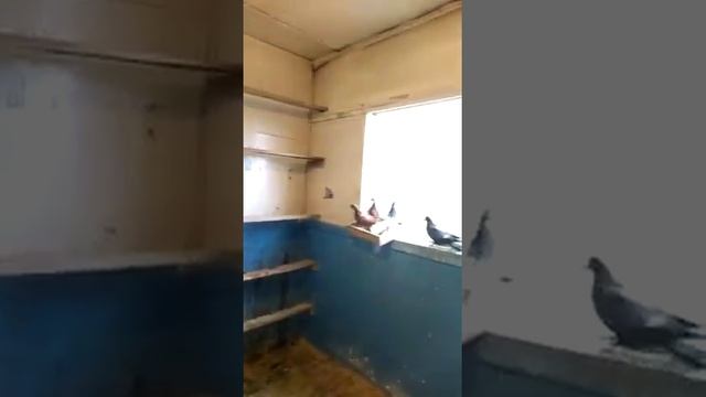 голуби.Гены.(Родненького)с.Н-усмани.Воронежская.обл. смотреть онлайн