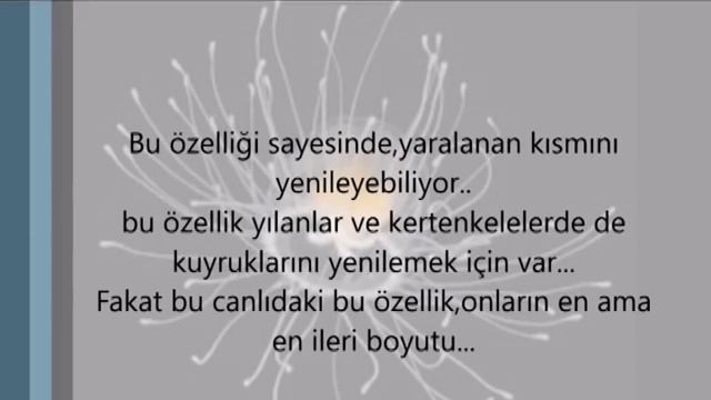 Ölümsüz Hayvan Bulundu Turritopsis Nutricula Deniz Anası ! смотреть онлайн