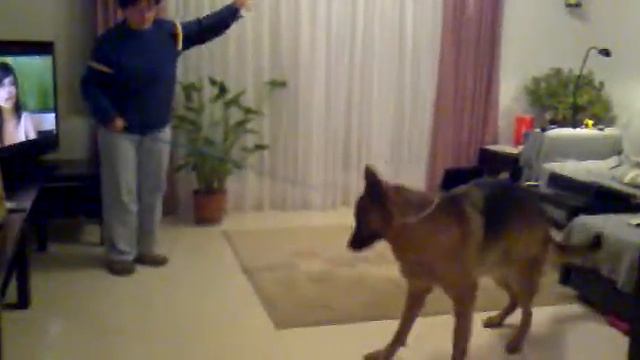 Узел для ловли собак смотреть онлайн