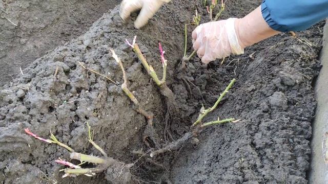 Высадка роз в грунт. Сад и огород для 