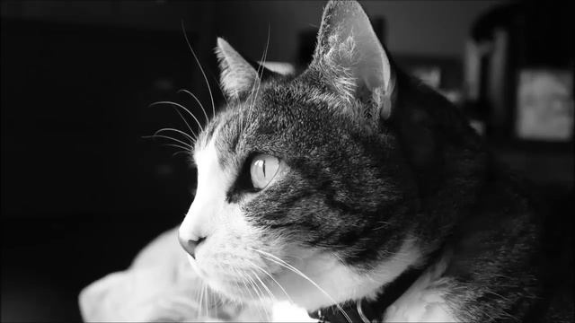 мурчание кота. приятное мурлыканье кошки для сна 5 часов смотреть онлайн