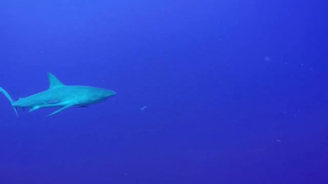 Scuba Diving with Sharks in Belize and the barrier reef смотреть онлайн