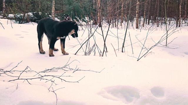 Щенок САО - Иштар😍Slow living Сentral Asian Shepherd female puppy - Ishtar💖 смотреть онлайн