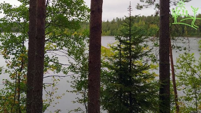 3 часа! Пение соловья под Классическую музыку Музыка природы для души смотреть онлайн