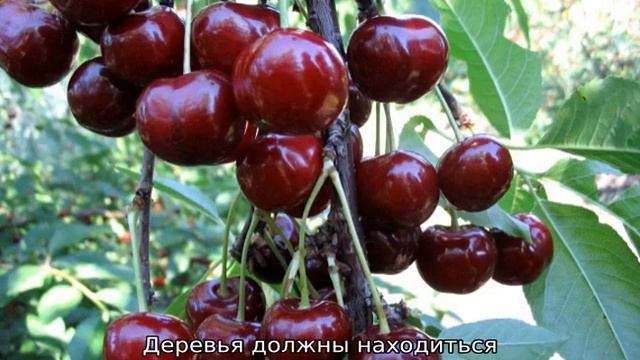 Черешня Овстуженка смотреть онлайн