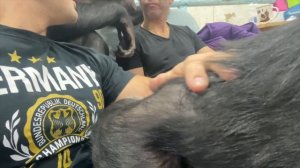 Обезьяны шимпанзе едят леденцы с Даном Запашным