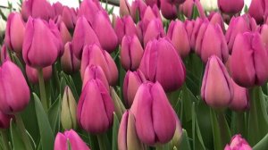 Выгонка тюльпанов. Сорт Amadea (сорт Амадеа)