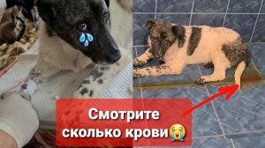 Луна подобранная с канавы заболела Энтеритом я в шоке, боримся за ее жизнь!