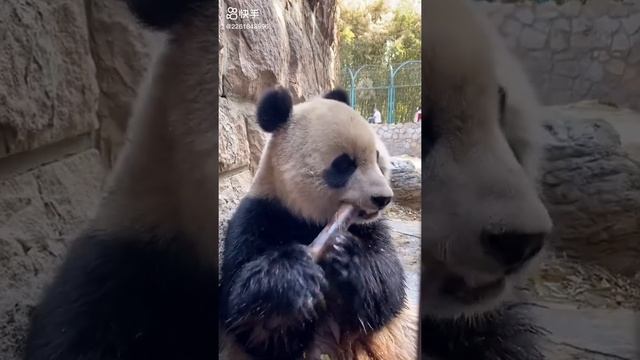 Panda eats bamboo/ Панда ест бамбук смотреть онлайн