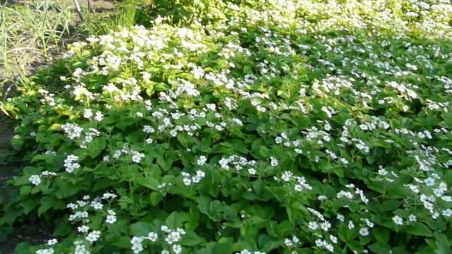 цветет клубника смотреть онлайн