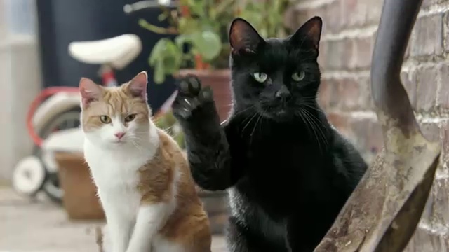 Et si les chats avaient des pouces ? смотреть онлайн