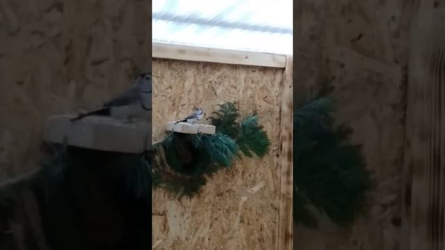 Ringelastrild, außenvoliere. Кольчатый астрильд, уличный вольер смотреть онлайн