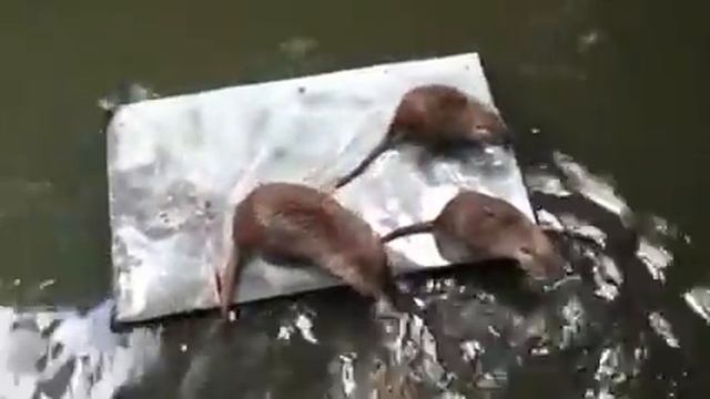 Зоопарк сказка смотреть онлайн