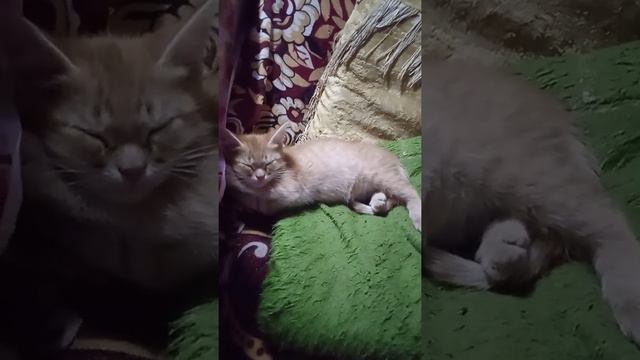 Котёнок спит... Вздыхает... Устал наверное🥰🥰🥰 смотреть онлайн