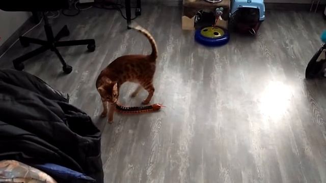 Мир Разнообразия