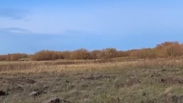 Открытие охоты на зайца и лису сезон 2023-2024. смотреть онлайн
