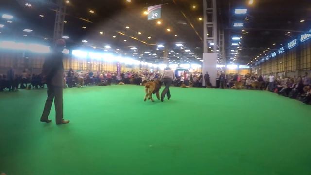 Leonbergers Crufts 2015 vimeo link https://vimeo.com/121873208 смотреть онлайн