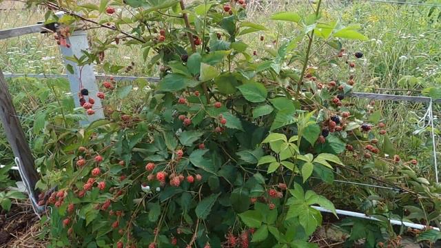 Ожина Хелєн та Торнфрі / Мої враження смотреть онлайн