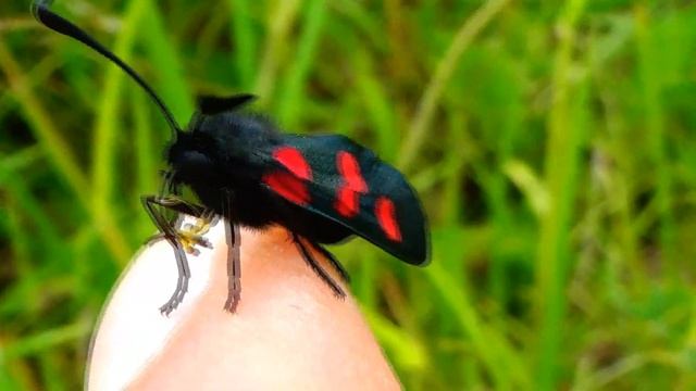 Zygaena trifolii - (Esper, 1783) - (Zygaenidae) - Zygène des prés - Arromanches/France - 06/2019 смотреть онлайн