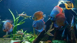 Дискусы туркисы. Аквариум 4К. Видео для сна