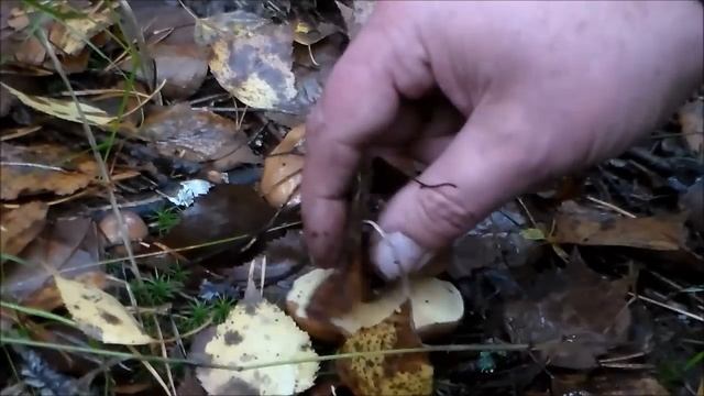 съедобные грибы - маслёнок смотреть онлайн