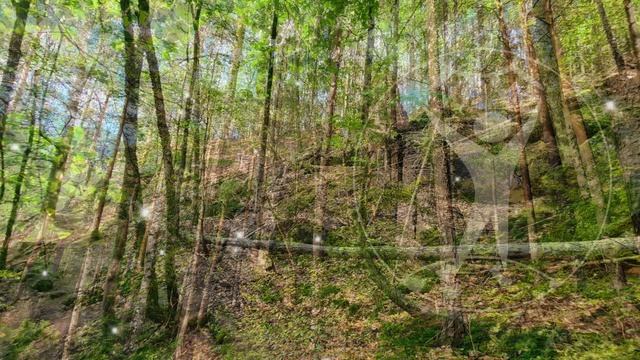 Звуки леса и птиц. Звуки природы. Лига Свободных Душ. смотреть онлайн