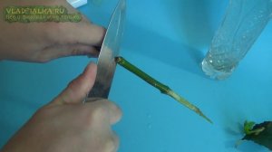 Как оживить розу, чтобы бы она дольше стояла в вазе.