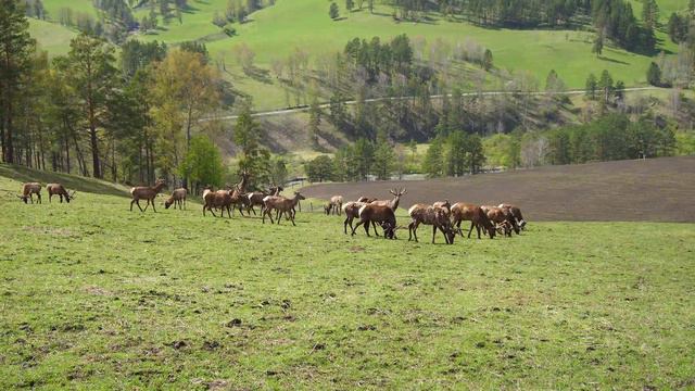 Марал смотреть онлайн
