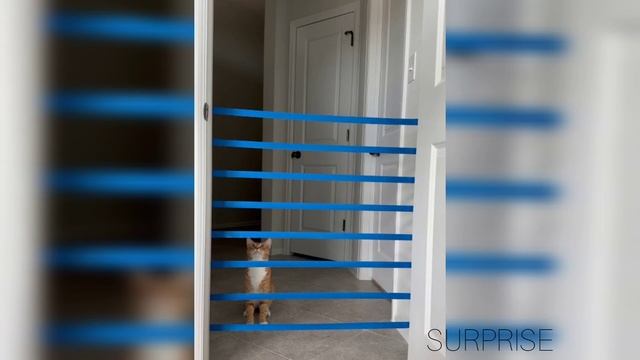 প্রতিভাবান মজার বিড়াল ? cute funny cats. ?The Funniest Cats to Keep You Entertained 2023. смотреть онлайн