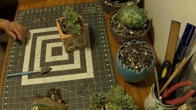 salvemos unas hermosas echeverias orange monroe de la pudricion y unos aeoniums crestados смотреть онлайн