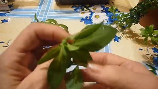 ПЕТУНИИ ,17 ЯНВАРЯ смотреть онлайн