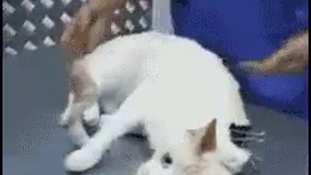 как усмирить кота смотреть онлайн