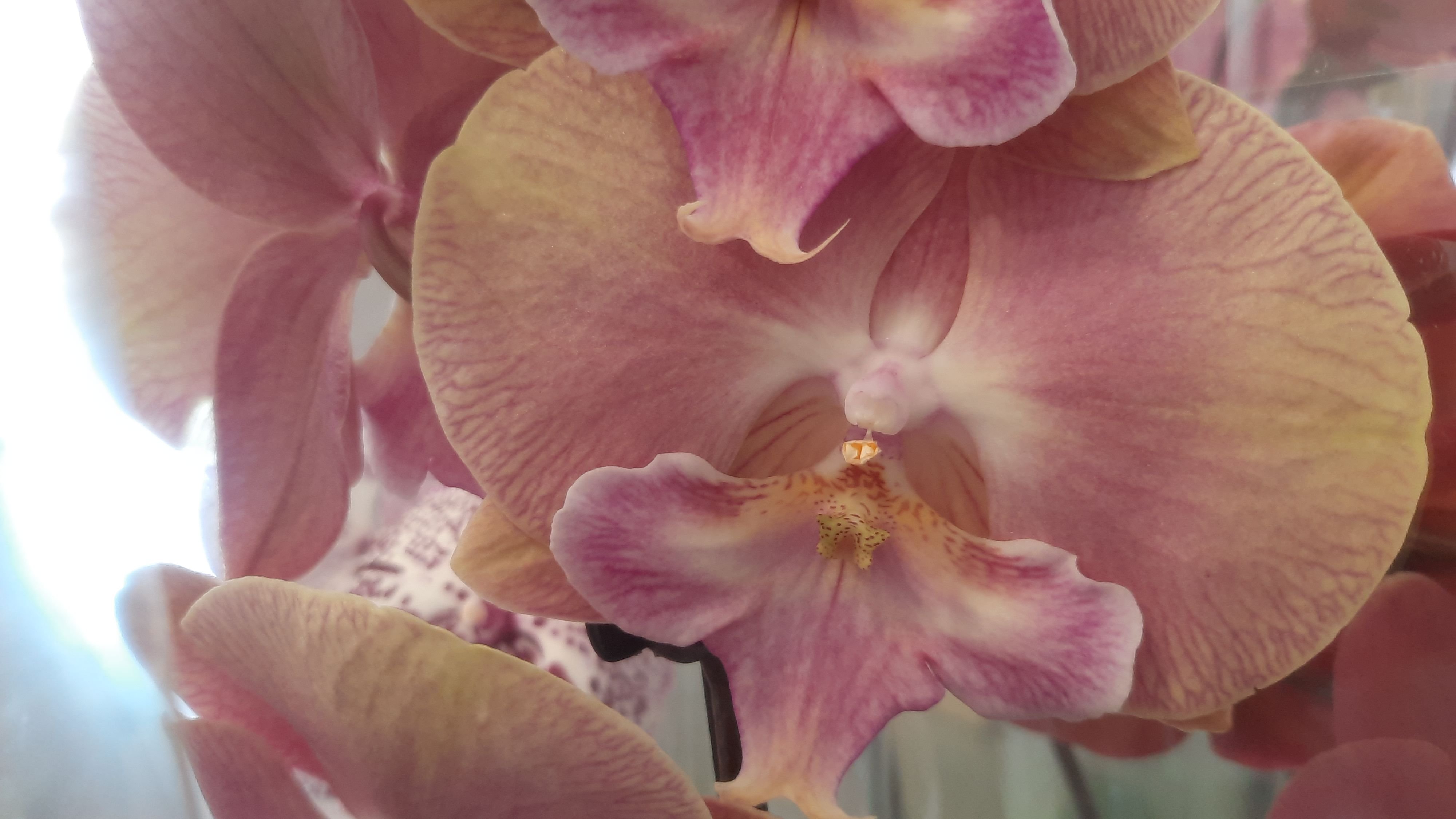 ОБЗОР ИЗ МАГАЗИНА "ОРХИДЕЯ"// 27. 02. 24// смотреть онлайн