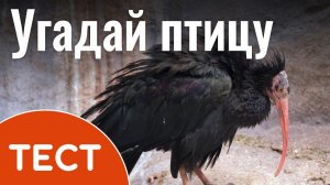 ТЕСТ: Угадай птицу